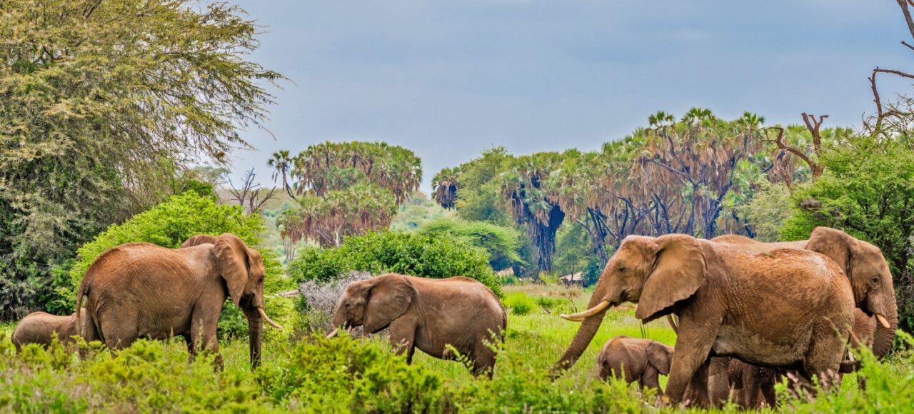 Samburu Safari Package
