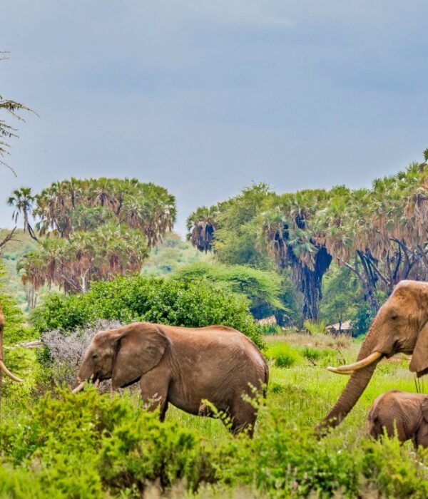 Samburu Safari Package