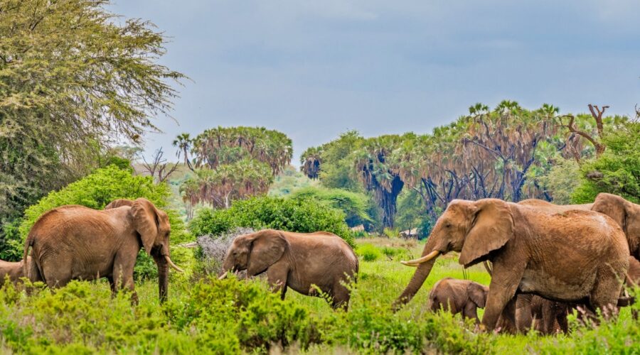 Samburu Safari Package