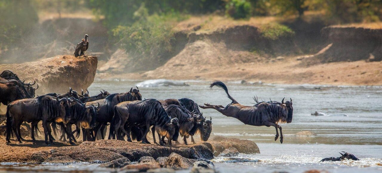 serengeti national park safari