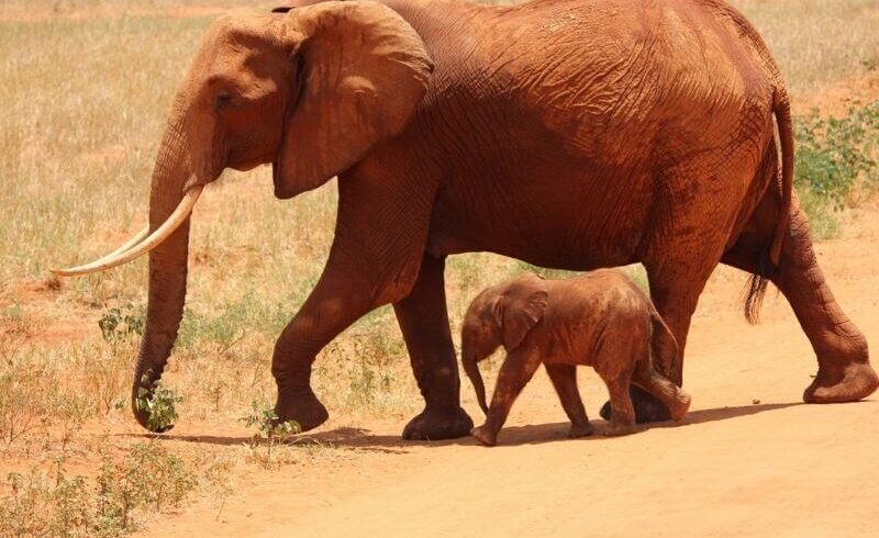 Amboseli National Park Safari Alvex Tours
